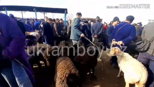 SAMARQAND VILYOT URGUT TUMANI DEHQONOBOD MOL VA QUY BOZORI NARXLARI ?21 02 2020