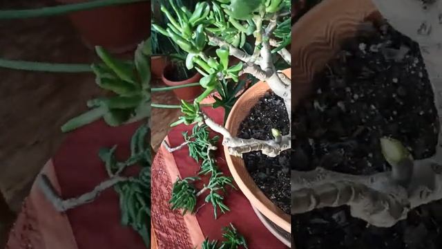 Формировка/обрезка/толстянки/денежное дерево/.Заговор на богатство)) смотреть онлайн