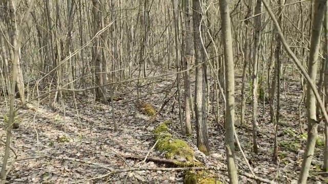 Егорьевские сморчки 7. 05. 2020. часть 2 смотреть онлайн