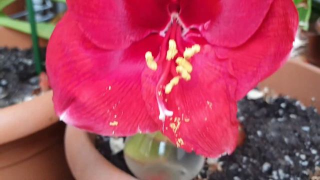 Magnum hippeastrum смотреть онлайн