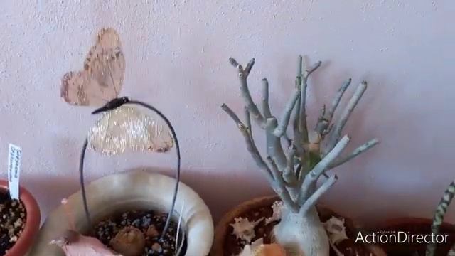 Олины Истории? Влог#105?Канны/что с Каудекснымы?Сеньер Пэдро кто он?Ура Осень! смотреть онлайн