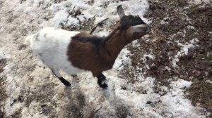 Сколько молока даёт Камерунская коза