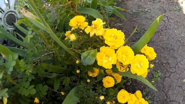 Цветущая чайная роза желтого цвета. Желтая чайная роза. Как цветёт желтая чайная роза