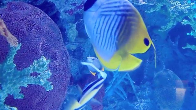 Fish Montage смотреть онлайн