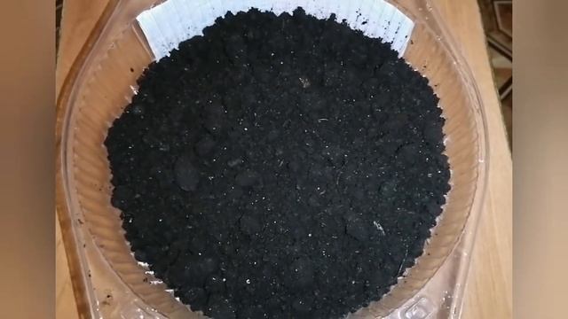 Лук на перо. Как вырастить зелёный лук на зелень. Простой способ | ПАПА В ДЕЛЕ смотреть онлайн