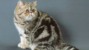 Экзоты, Уход и Содержание, Породы кошек