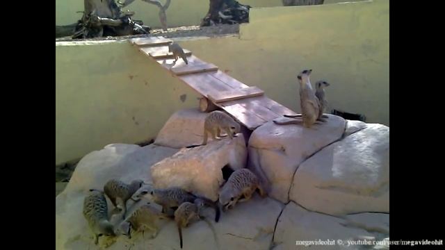 Зоопарк Фригия,Тунис.Friguia Animal Park, Bouficha Tunisia.حديقة الحيوان Friguia، بوفيشة تونس. смотреть онлайн