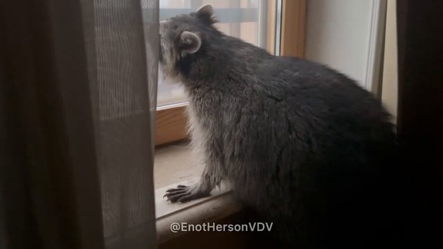 Десантный Енот Херсон на движе