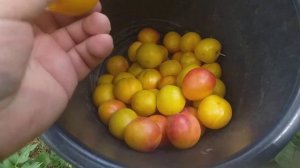 Алыча гибридная Румяная Зорька. Обзор товарных качеств.