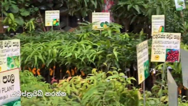 Plant sale Centre Gannoruwa Peradeniya පැල අලෙවි සැල ගන්නෝරුව Gannrouwa, Kandy sri lanka смотреть онлайн