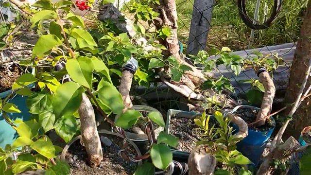 PROPER FERTILIZATION OF BOUGAINVILLEA смотреть онлайн