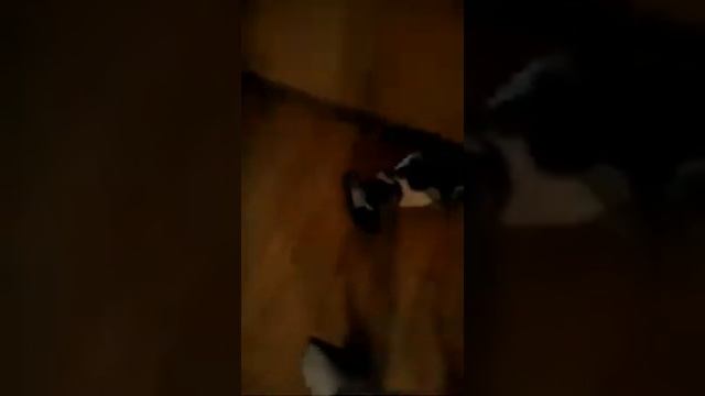 Кормлю Кота В Воротнике смотреть онлайн
