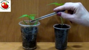 Нужно ли к рассаде перца подсыпать земл