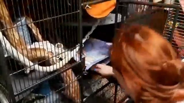 Делаем уколы раттусам. Лечим Гриню! смотреть онлайн