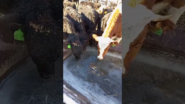 галловейская порода КРС смотреть онлайн