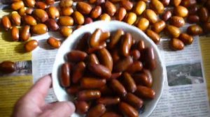 зизифус Я тзао. ПЛОДЫ !