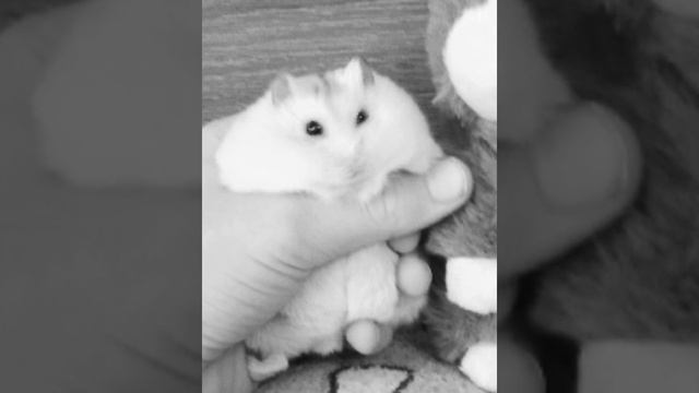 у Кнопы опухоль в области щеки... возможно это раковая опухоль😭 смотреть онлайн
