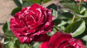 Роза «Флеш Найт». Татарстан. 2023г.