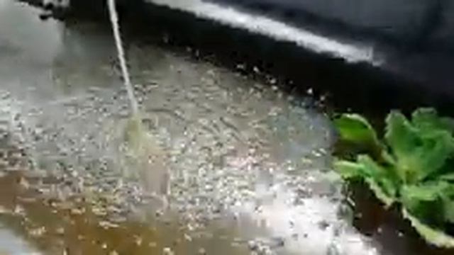 Обзор 2020 г. Биоплато, пруды, карпы кои. смотреть онлайн