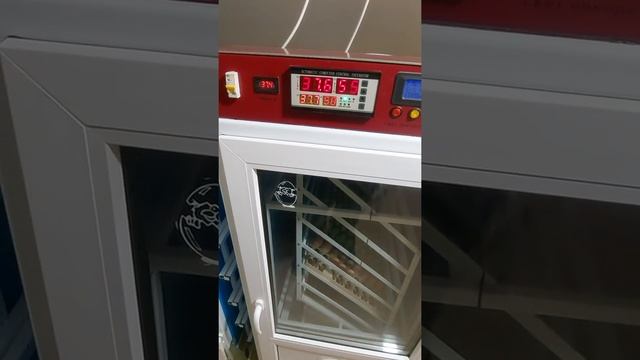 Оплод Хайбрид Конвертер Канада. Предотвратим шпагаты у индюшат.