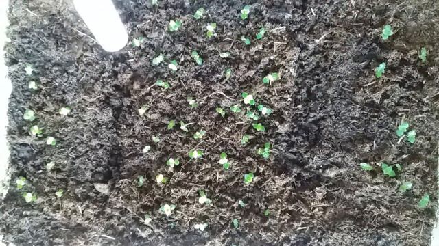 Глоксинии из семян. Сеянцам глоксиний 19 дней с момента посева семян. Произведена первая пикировка смотреть онлайн