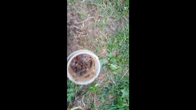 Рыбалка на карася в Подмосковье летом. смотреть онлайн