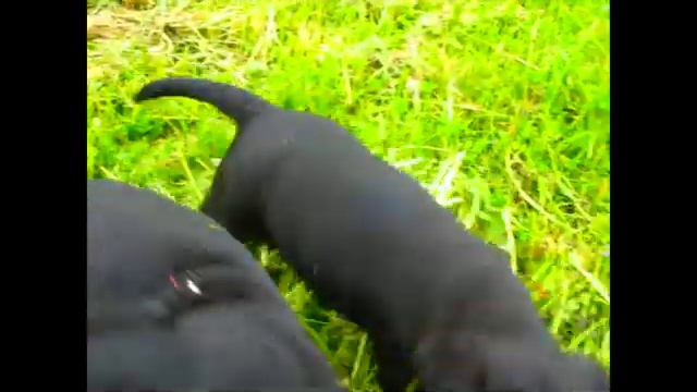 Juhtkoera kutsikad / Guide dog puppies смотреть онлайн
