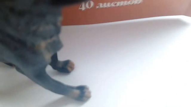 Моя коллекция собак смотреть онлайн