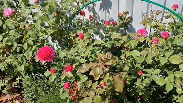 Цветение роз в ПОДМОСКОВЬЕ (21.06)???. Иори, Рен Саммю, Габриэль Оак и мн. др. Препараты от ТРИПСА смотреть онлайн