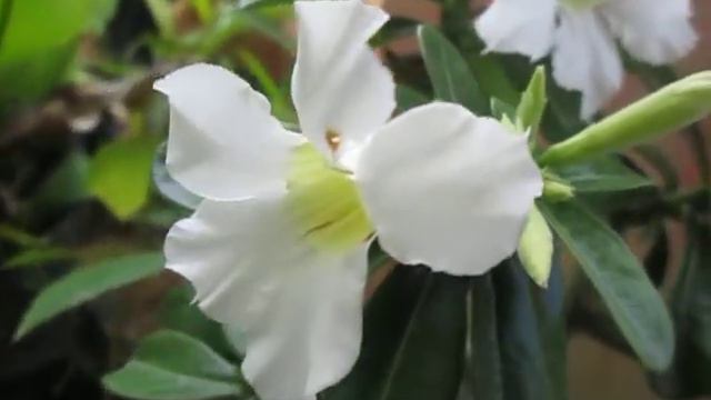 adenium white surabaya смотреть онлайн