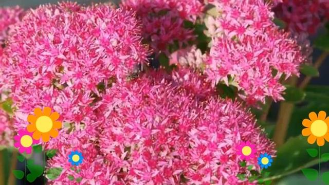 Очиток гибридный Карл (Carl). Краткий обзор, описание характеристик, где купить саженцы