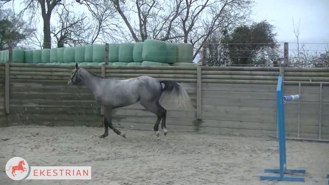 Lot 25 - 3yo male - Mâle 3 ans - Cornet Obolensky x Obligée de Vains (Allegreto) смотреть онлайн