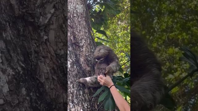 ? До слёз: детеныша ленивца вернули маме смотреть онлайн