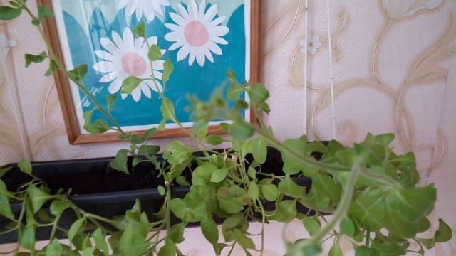 Что цветет у меня на балконе в июле, смотреть онлайн