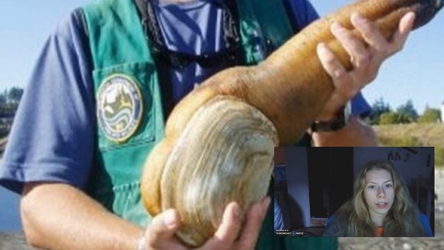 Гуидак - "Непристойный" моллюск смотреть онлайн