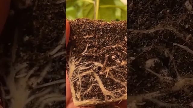 КАКОЙ ГОРШОК НУЖЕН ПЕРЦУ смотреть онлайн