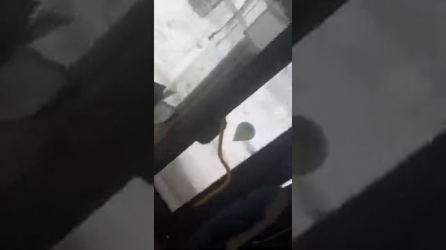 Прекратить беззаконие КРС Мострансавто смотреть онлайн