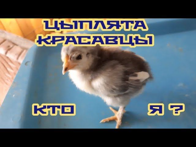 купили 15 яиц голошеек (микс) - что из этого получилось... смотреть онлайн