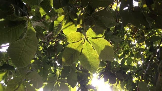 Red Horse Chestnut (Aesculus x carnea) - leaves in the sun - July 2018 смотреть онлайн