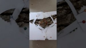 ?Как засушить бабочку?? #butterfly #fyp #popular #2021