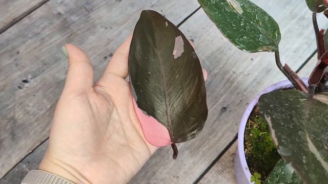 Мои новые комнатные растения из СЦ Эдем (Островцы) смотреть онлайн