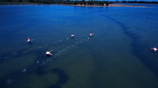 Дрон для отличного Видео. Xiaomi Mi Drone. В 3 раза Бюджетнее Phantom 4 и Mavic Pro