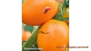 Томат обыкновенный Таежное золото ? обзор: как сажать, семена томата Таежное золото