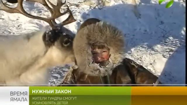 Жители тундры смогут усыновить детей смотреть онлайн