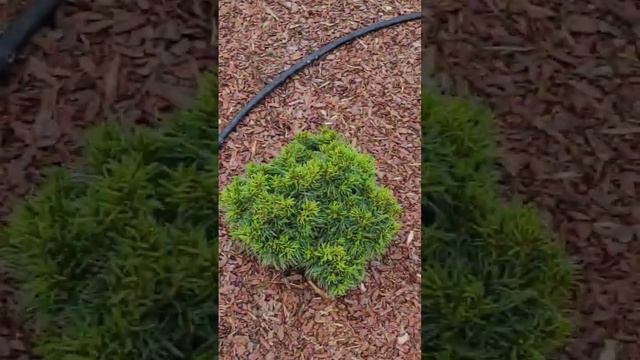 Хвойные растения вокруг сухого ручья и грота. Garden design. смотреть онлайн
