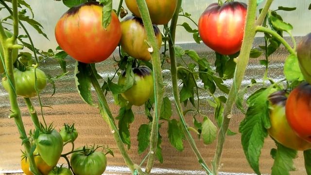 ??ОБЗОР ВЫСОКОРОСЛЫХ СОРТОВ ТОМАТОВ В ТЕПЛИЦЕ. 30 ИЮЛЯ 2022г смотреть онлайн