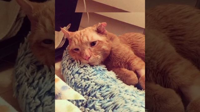 На котика напало животное,он выжил в смертельной схватке,но его захотели усыпить,что было дальше? смотреть онлайн