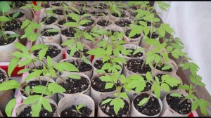 Подкормка рассады томатов и перцев: Как и чем подкормить рассаду чтобы получить хороший урожай