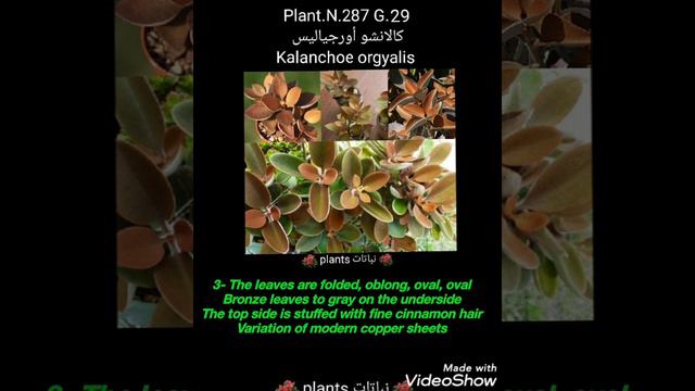 كالانشو أورجياليس  Kalanchoe Orgyalis