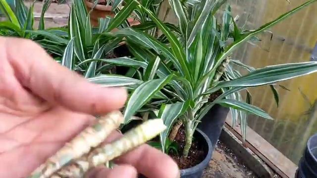 إكثارورعايه نبات الدراسينا الاورانكي/Dracena Dremensis Warneckii